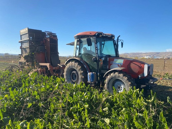 Foto - Kimse gözlerine inanamıyor! Bir tanesi mutfak tüpü kadar