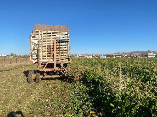 Foto - Kimse gözlerine inanamıyor! Bir tanesi mutfak tüpü kadar