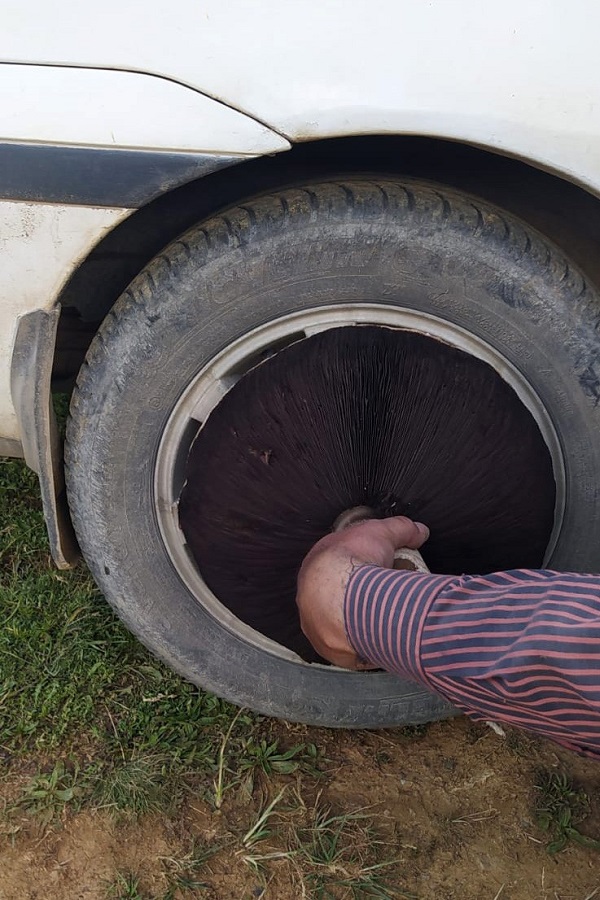 Foto - Kimse gözlerine inanamıyor! Böyle mantar görülmedi