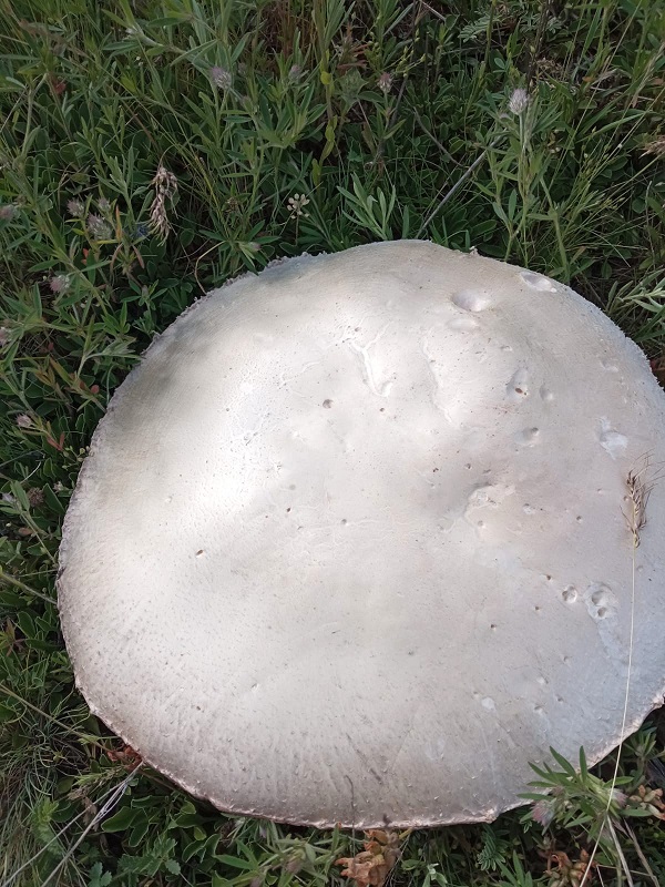 Foto - Kimse gözlerine inanamıyor! Böyle mantar görülmedi