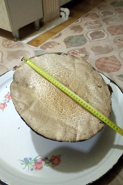 Foto - Kimse gözlerine inanamıyor! Böyle mantar görülmedi