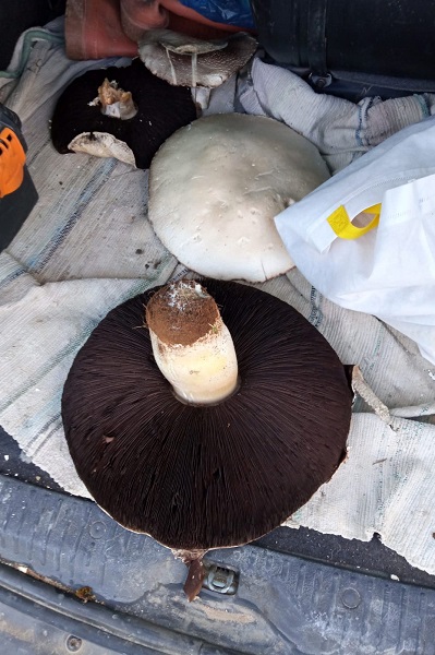 Foto - Kimse gözlerine inanamıyor! Böyle mantar görülmedi