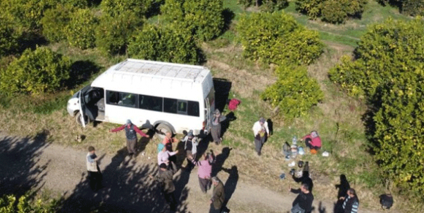 Foto - Kimse ne olduğunu anlamadı Hasadı bırakıp oynamaya başladılar