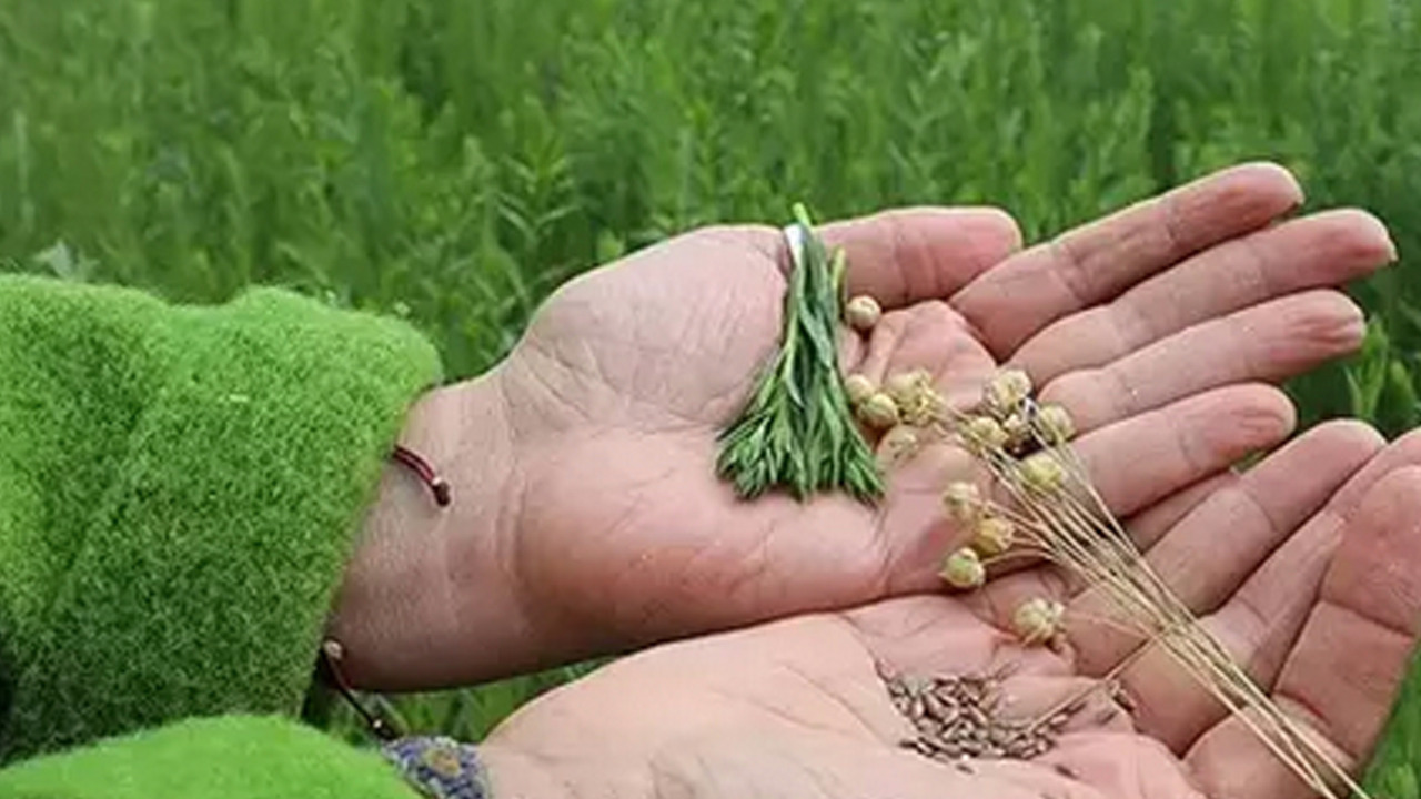 Foto - Kimse satın almıyor ama faydası saymakla bitmiyormuş! 