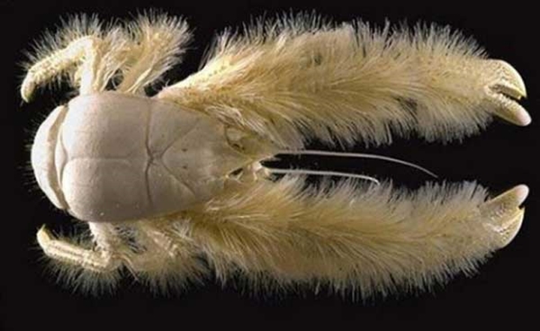 Foto - Kimsenin bilmediği ilginç hayvanlar