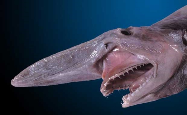 Foto - Kimsenin bilmediği ilginç hayvanlar