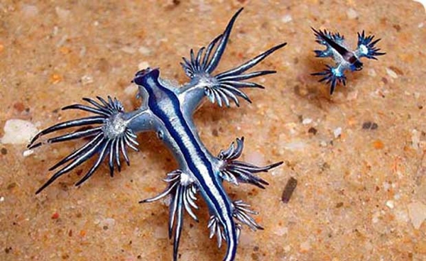 Foto - Kimsenin bilmediği ilginç hayvanlar