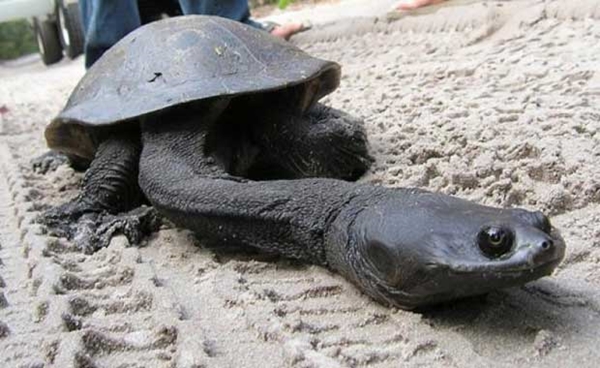 Foto - Kimsenin bilmediği ilginç hayvanlar