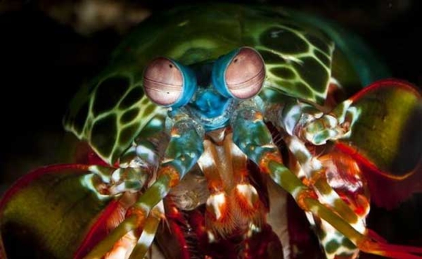 Foto - Kimsenin bilmediği ilginç hayvanlar