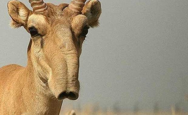 Foto - Kimsenin bilmediği ilginç hayvanlar