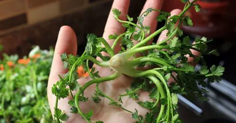 Foto - Kimyasalı bol şampuanlara elveda! Bu ot saçta kepek bırakmıyor