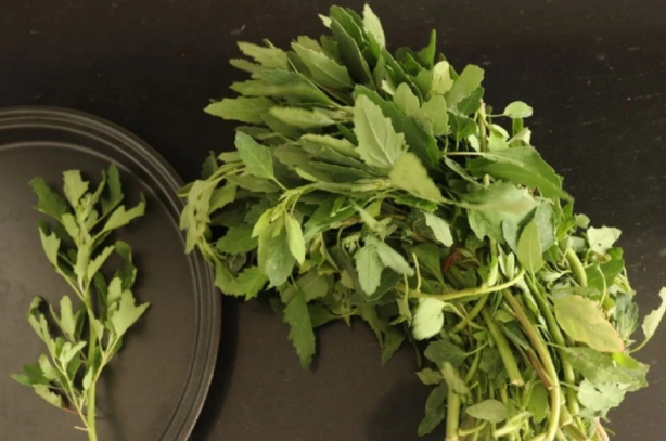 Foto - Kimyasalı bol şampuanlara elveda! Bu ot saçta kepek bırakmıyor