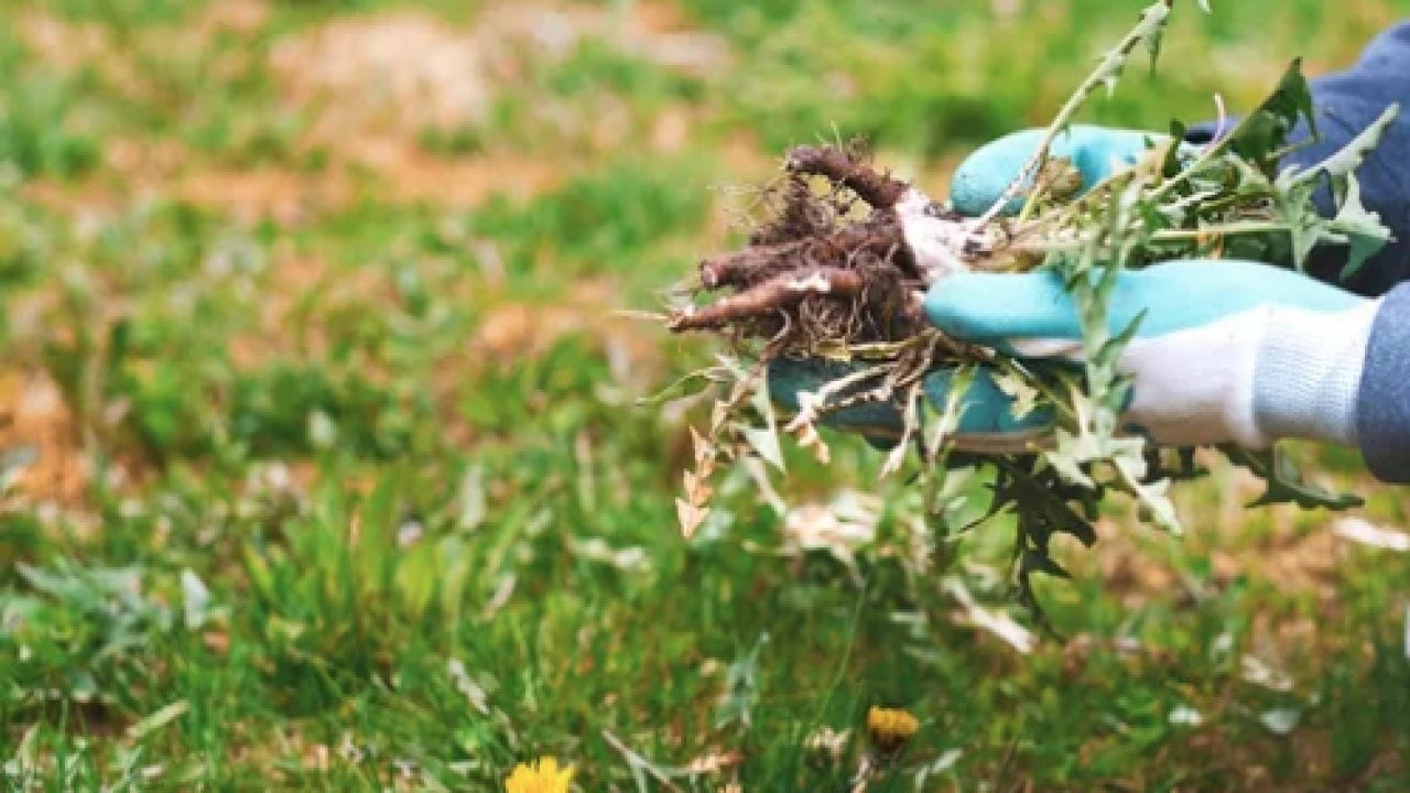 Foto - Kimyasallara ve plastik örtülere... Kutuları sakın çöpe atmayın!