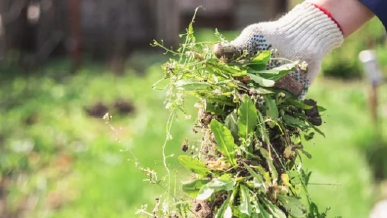 Foto - Kimyasallara ve plastik örtülere... Kutuları sakın çöpe atmayın!