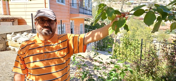 Foto - Kiraz ağacı mevsimleri karıştırdı! 