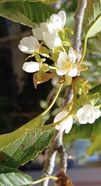 Foto - Kiraz ağacı mevsimleri karıştırdı! 
