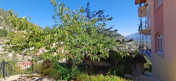 Foto - Kiraz ağacı mevsimleri karıştırdı! 