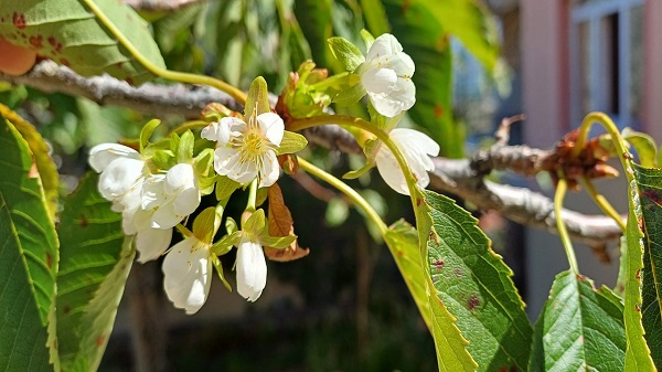 Kiraz ağacı mevsimleri karıştırdı! 
