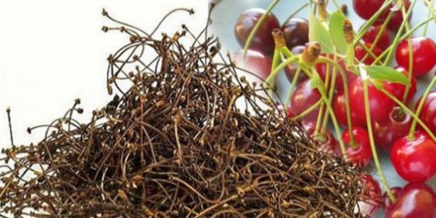 Kiraz sapı çayı tarifi: aktardan isteyin, alan parasını ziyan etmiyor! Bundan ziyan eden pişman!