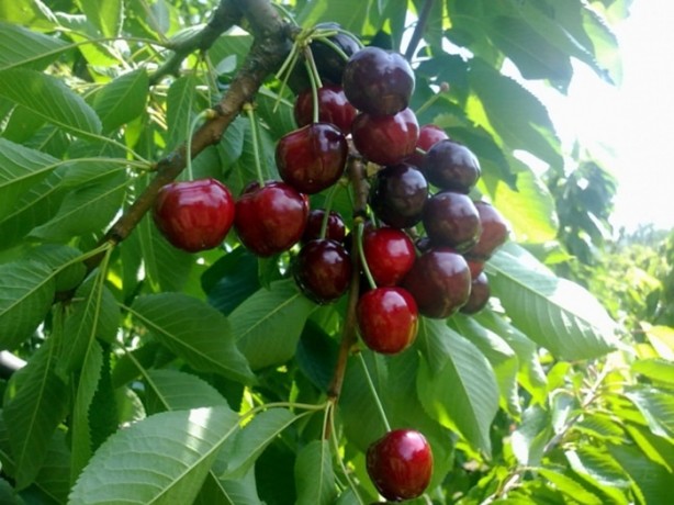 Foto - Kiraz sapını sakın atmayın! Öyle faydaları var ki...