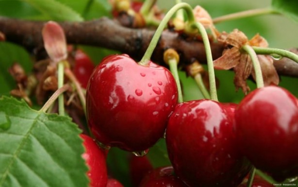 Foto - Kiraz sapını sakın atmayın! Öyle faydaları var ki...