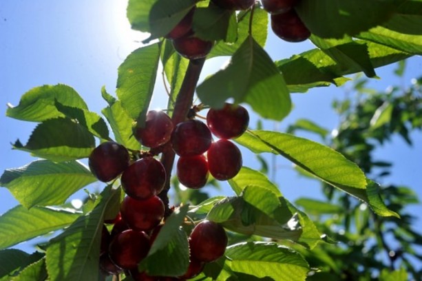 Foto - Kiraz sapını sakın atmayın! Öyle faydaları var ki...
