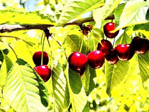 Foto - Kiraz üreticisi günlük 2 bin TL'ye işçi bulamıyor