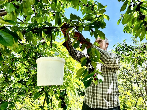Foto - Kiraz üreticisi günlük 2 bin TL'ye işçi bulamıyor