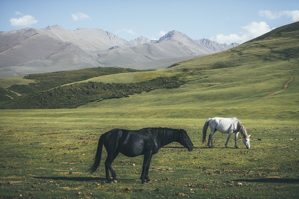 Foto - Kırgızistan'ın yaylaları objektiflere yansıdı