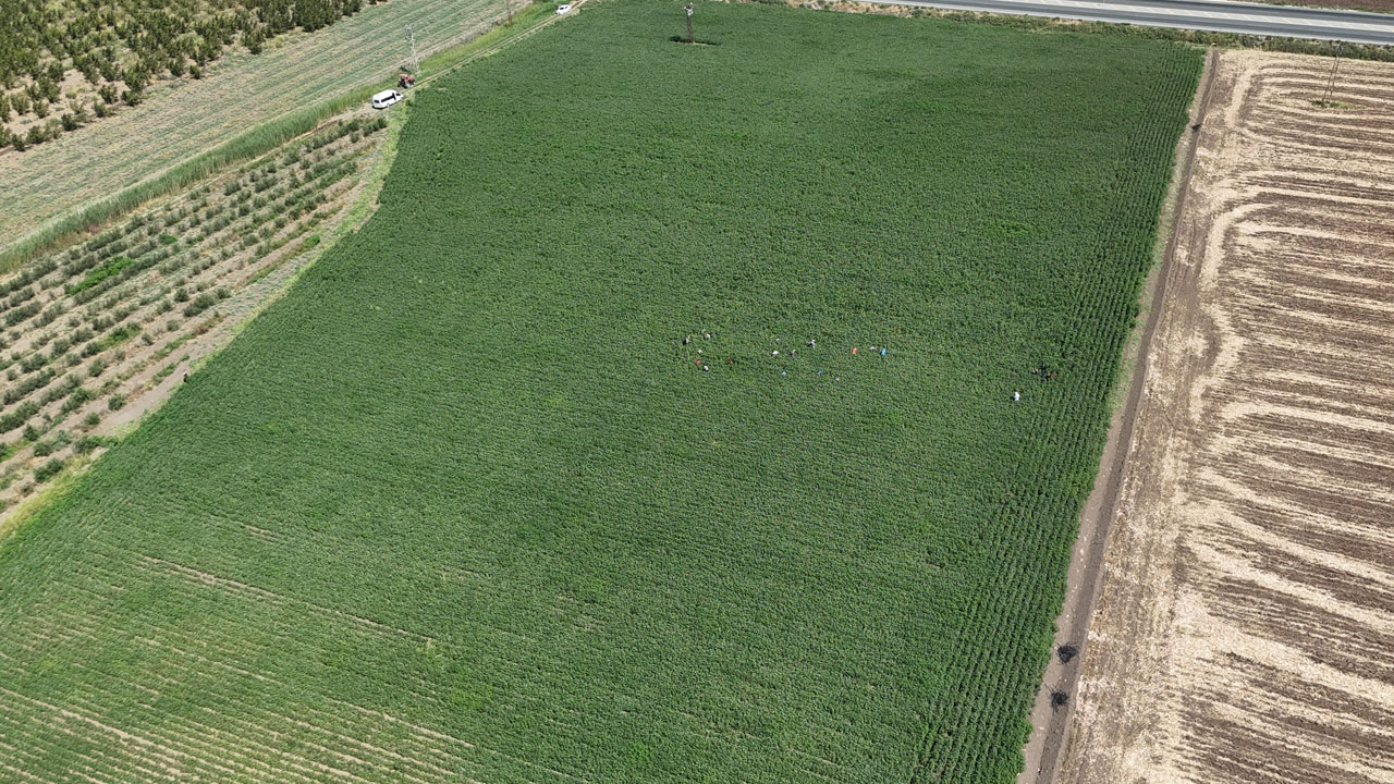 Foto - Kırıkkale’de korkutan tablo! Gölet yatağında karpuz yetişti