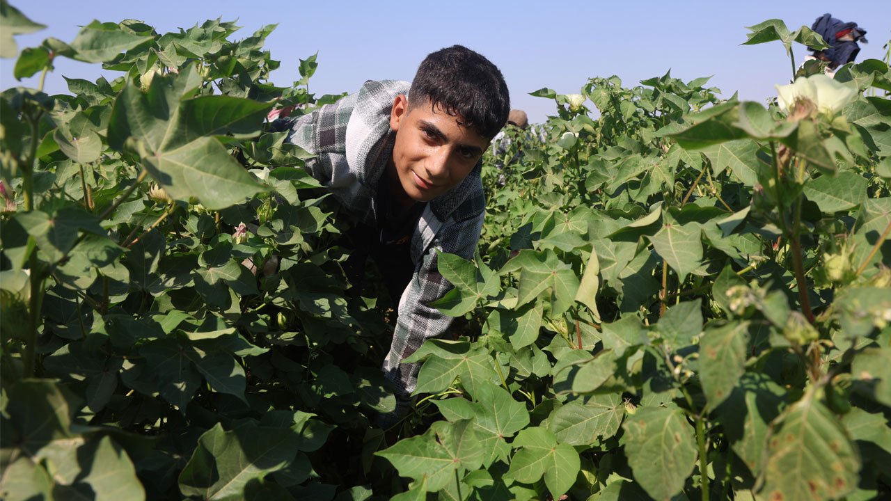 Foto - Kırıkkale’de korkutan tablo! Gölet yatağında karpuz yetişti