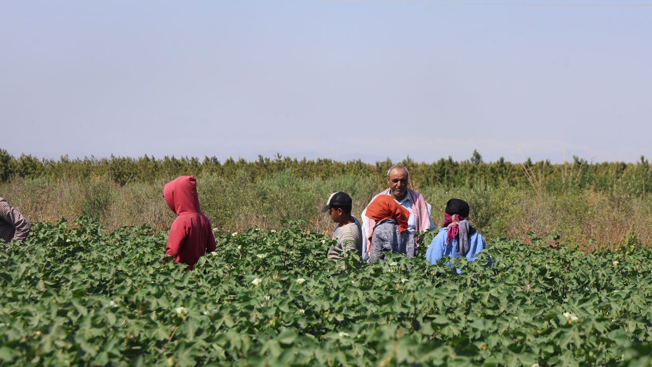 Foto - Kırıkkale’de korkutan tablo! Gölet yatağında karpuz yetişti
