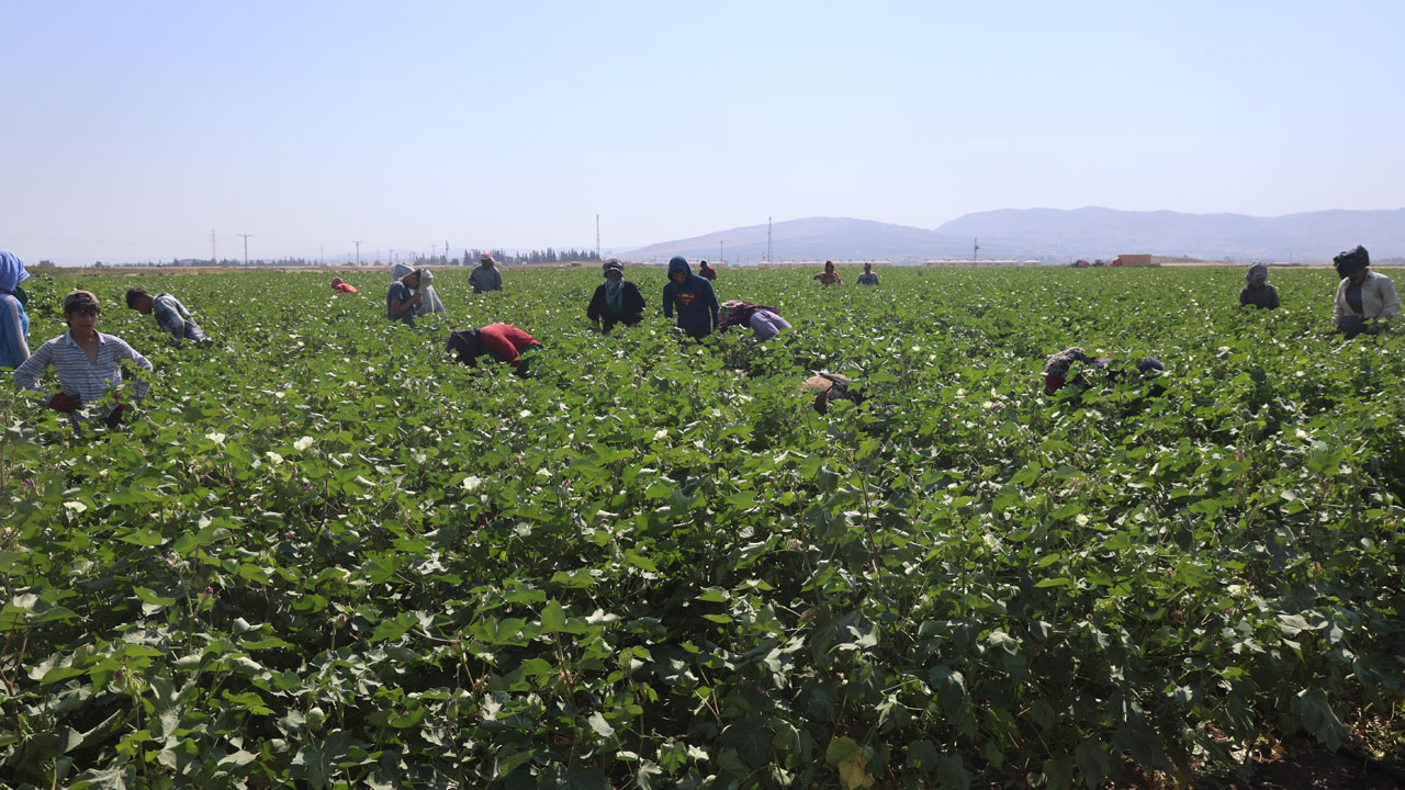 Foto - Kırıkkale’de korkutan tablo! Gölet yatağında karpuz yetişti