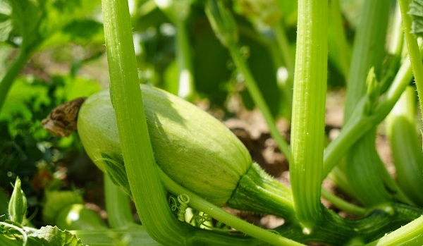 Foto - Kırıkkaleli çiftçiden akıllı çözüm! Her 100 dönümde 150 bin lira kar etti