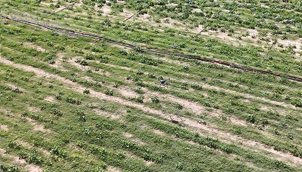 Foto - Kırıkkaleli çiftçiden akıllı çözüm! Her 100 dönümde 150 bin lira kar etti