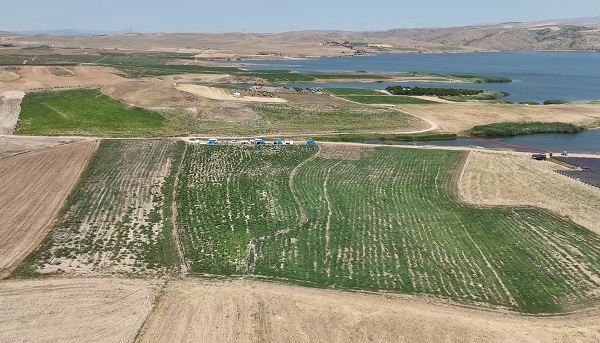 Foto - Kırıkkaleli çiftçiden akıllı çözüm! Her 100 dönümde 150 bin lira kar etti