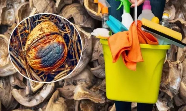 Foto - Kırıldıktan sonra atılan ceviz kabuğu meğer bu işe yarıyormuş! Mikroplara savaş açıyor