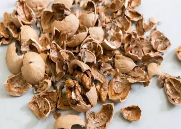 Foto - Kırıldıktan sonra atılan ceviz kabuğu meğer bu işe yarıyormuş! Mikroplara savaş açıyor