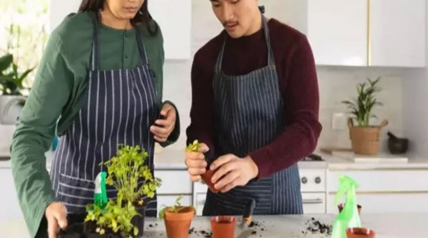 Foto - Kırıldıktan sonra atılan ceviz kabuğu meğer bu işe yarıyormuş! Mikroplara savaş açıyor