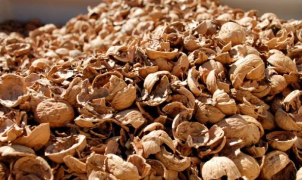 Foto - Kırıldıktan sonra atılan ceviz kabuğu meğer bu işe yarıyormuş! Mikroplara savaş açıyor