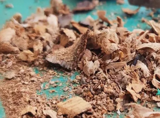 Foto - Kırıldıktan sonra atılan ceviz kabuğu meğer bu işe yarıyormuş! Mikroplara savaş açıyor