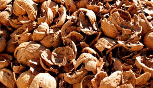 Foto - Kırıldıktan sonra atılan ceviz kabuğu meğer bu işe yarıyormuş! Mikroplara savaş açıyor