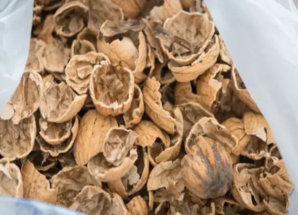 Foto - Kırıldıktan sonra atılan ceviz kabuğu meğer bu işe yarıyormuş! Mikroplara savaş açıyor