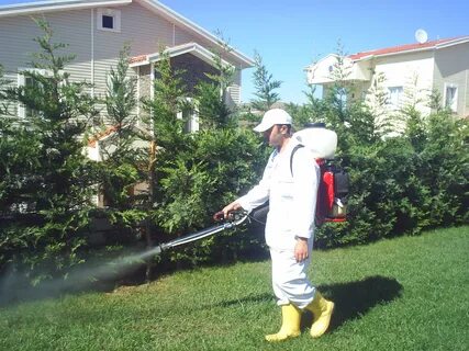 Foto - Kırkayak ve kulağakaçan böcekleri buna geliyor! İşte o haşereleri evden göndermenin yolu