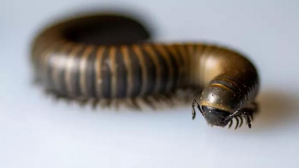 Foto - Kırkayak ve kulağakaçan böcekleri buna geliyor! İşte o haşereleri evden göndermenin yolu