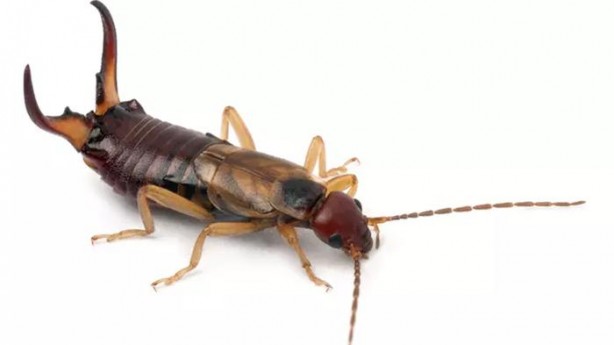 Foto - Kırkayak ve kulağakaçan böcekleri buna geliyor! İşte o haşereleri evden göndermenin yolu