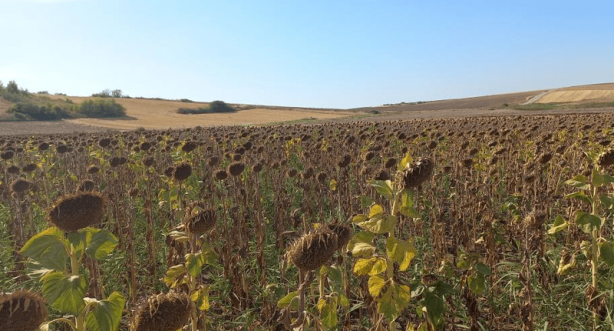 Foto - Kırklareli, Edirne ve Tekirdağ'dan tüm Türkiye'yi ilgilendiren felaket haberi geldi! Asıl şimdi yandık! Tarlada korkunç manzarayı gördüler