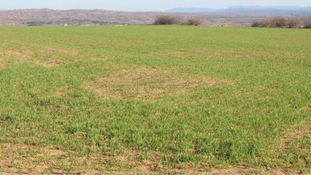 Foto - Kırklareli'de son yağışlarla buğday tarlaları yeşillendi