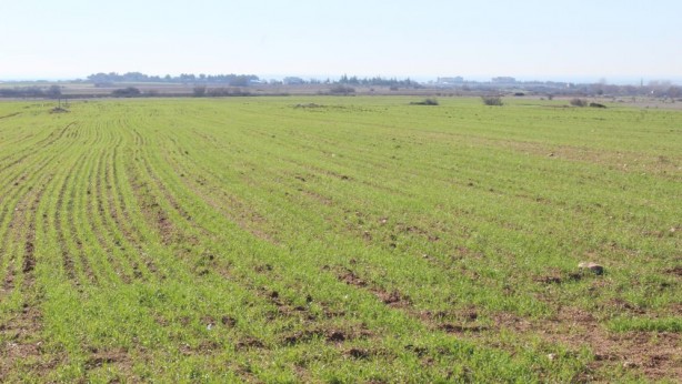 Foto - Kırklareli'de son yağışlarla buğday tarlaları yeşillendi
