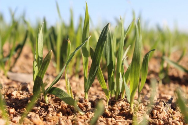 Foto - Kırklareli'de son yağışlarla buğday tarlaları yeşillendi